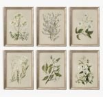 Vintage Botanical Wall Art Set of 6 Neutral Floral Canvas Wall Decor Wildflower Wall Art Watercolor Flower Prints Botanical Poster Minimalist Plant Pictures for Bedroom Living Room 8x10 Inch Unframed